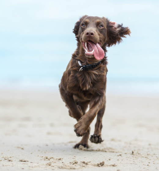 Hond rent op het strand met zijn tong naar buiten