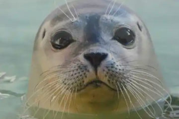 Zeehondje in het water kijkt in de lens